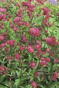 Astrantia major 'Sparkling Stars Red'