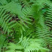 Thelypteris noveboracensis