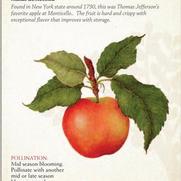 Malus domestica 'Spitzenberg'