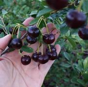 Prunus Romance 'Carmine Jewel'