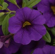 Calibrachoa 'Cabaret Blue Midnight'