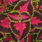 Coleus scutellarioides 'Ignite Heartbreaker'