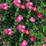 Rosa 'William Baffin' Rosa 'William Baffin'