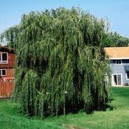Salix niobe 'Gold Weeping Willow'