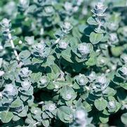 Helichrysum petiolare 'Minus'
