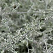 Helichrysum petiolare 'Silver'