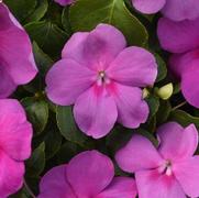 Impatiens walleriana 'Beacon Blue Pearl'