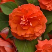Impatiens walleriana 'Glimmer Salmon'
