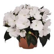 Impatiens hawkeri 'Magnum White'
