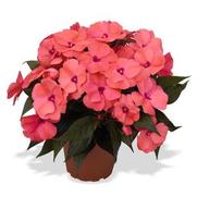 Impatiens hawkeri 'Magnum Salmon'