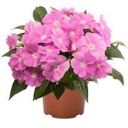 Impatiens hawkeri 'Magnum Lavender'