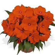 Impatiens hawkeri 'Magnum Orange'