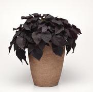 Ipomoea batatas 'Blackie'