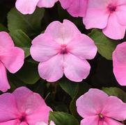 Impatiens walleriana 'Beacon Light Pink'