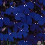 Lobelia 'Riviera Midnight Blue'