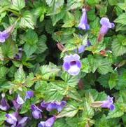 Torenia hybrid 'Summer Wave Trailing Blue Large'