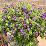 Torenia hybrid 'Summer Wave Trailing Violet Large'