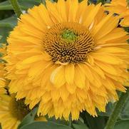Echinacea purpurea 'Sunseekers Golden Sun'