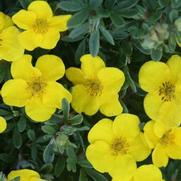 Potentilla fruticosa 'Happy Face Yellow'