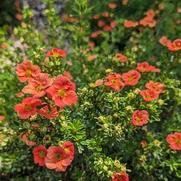 Potentilla fruticosa 'Happy Face Orange'