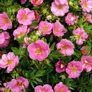 Potentilla fruticosa 'Happy Face Pink Paradise'