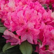 Rhododendron 'Holden's Fuchsia'