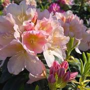 Rhododendron 'Holden's Peach'