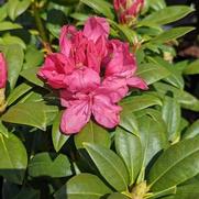 Rhododendron 'Holden's Pink'