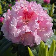 Rhododendron 'Holden's Pink Flare'