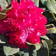 Rhododendron 'Holden's Red'