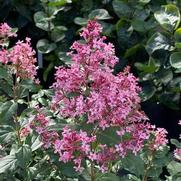 Syringa x. 'Bloomerang Ballet'