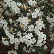 Weigela florida 'Wine and Spirits'