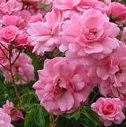 Rosa 'Bonica Mediland' Rosa 'Bonica Mediland'