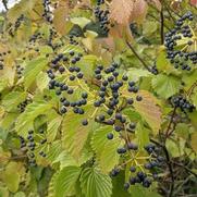 Viburnum dentatum