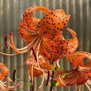 Lilium lancifolium 'Tiger Orange'
