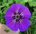 Geranium wallichianum 'Mary Anne'