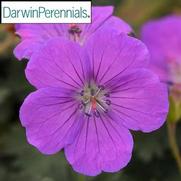 Geranium sanguineum 'Purple Glow'