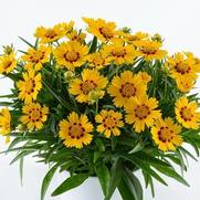 Coreopsis grandiflora 'Solanna Bright Touch'