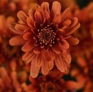 Chrysanthemum 'Axios Orange'