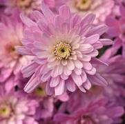 Chrysanthemum 'Axios Light Pink'