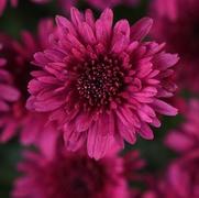 Chrysanthemum 'Axios Purple'
