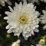 Chrysanthemum 'Axios White'