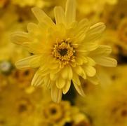 Chrysanthemum 'Axios Yellow'