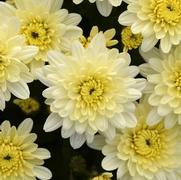 Chrysanthemum 'Avalon Creme White'