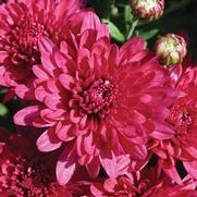 Chrysanthemum 'Wanda Purple'