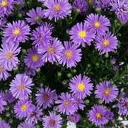 Aster novi-belgii 'Dragon'