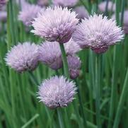 Allium schoenoprasum