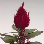 Celosia plumosa 'New Look'
