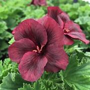 Geranium Regal 'Elegance Burgundy'