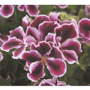 Geranium Regal 'Elegance Imperial'